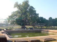 The Pushkarini Pond and the Nativity Tree at Buddha's birth place